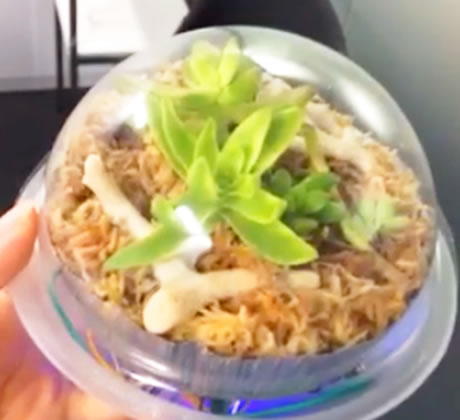 写真：Tsuchibotaru